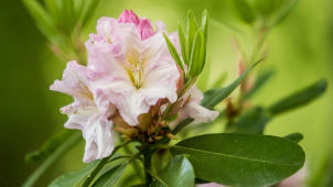 Květy rododendronu zaplavují ostravskou zoo