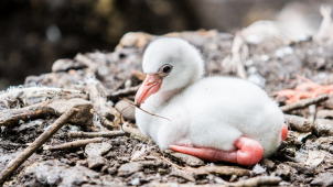 V ostravské zoo se začala líhnout mláďata plameňáků