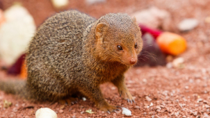 V ostravské zoo mají mladé u mangust trpasličích