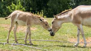 Ostravská zoo má největší stádo osla onagera