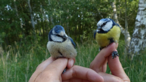 Sýkora modřinka se obejde i bez žluté