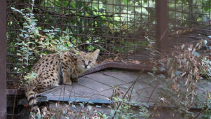 V ostravské zoo se narodilo mládě servala