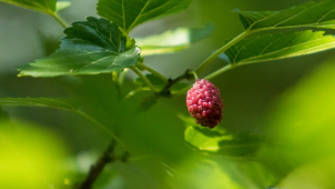 Sladké vitamíny z Asie v ostravské zoo