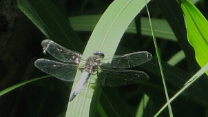 Biodiverzita v zoo: výskyt vzácných zástupců bezobratlých