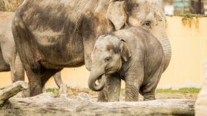 Ostravská zoo bude oslavovat své choboty z Afriky i Asie