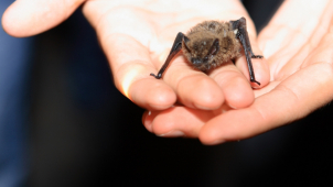 Mezinárodní noc pro netopýry popatnácté v Zoo Ostrava