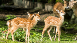 Plemenná kniha siky vietnamského slaví 25 let