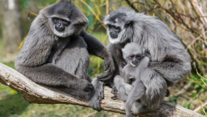 Ostravská zoo chce po státu povolení otevřít dřív