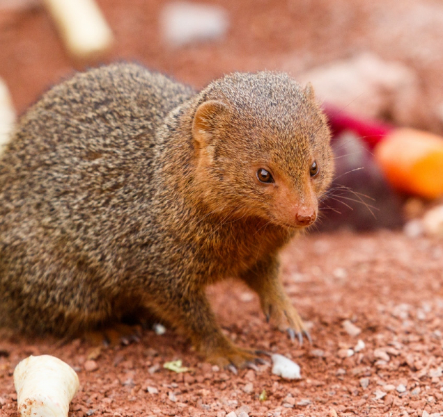 V ostravské zoo mají mladé u mangust trpasličích