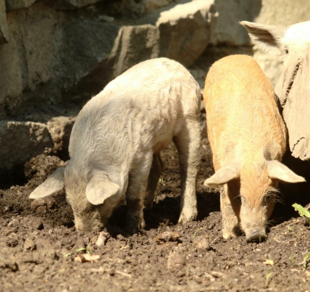 Pět selátek na statku v ostravské zoo