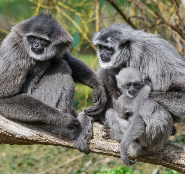 Běh pro gibony v Zoo Ostrava startuje již dnes