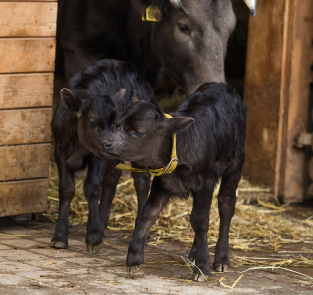 Poslední mláďata loňského roku se v zoo narodila na Silvestra