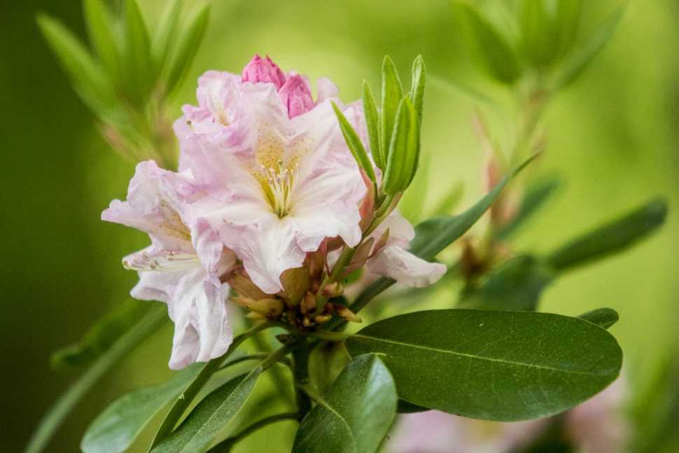 Květy rododendronu zaplavují ostravskou zoo