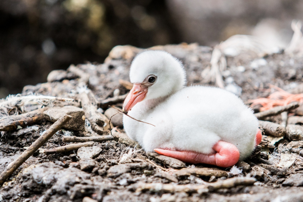 V ostravské zoo se začala líhnout mláďata plameňáků