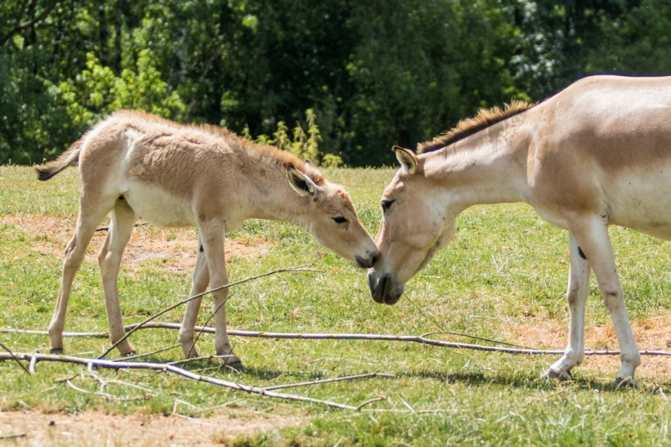Ostravská zoo má největší stádo osla onagera
