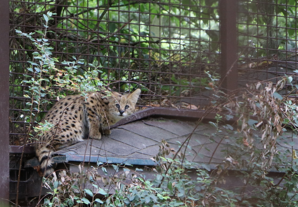 V ostravské zoo se narodilo mládě servala