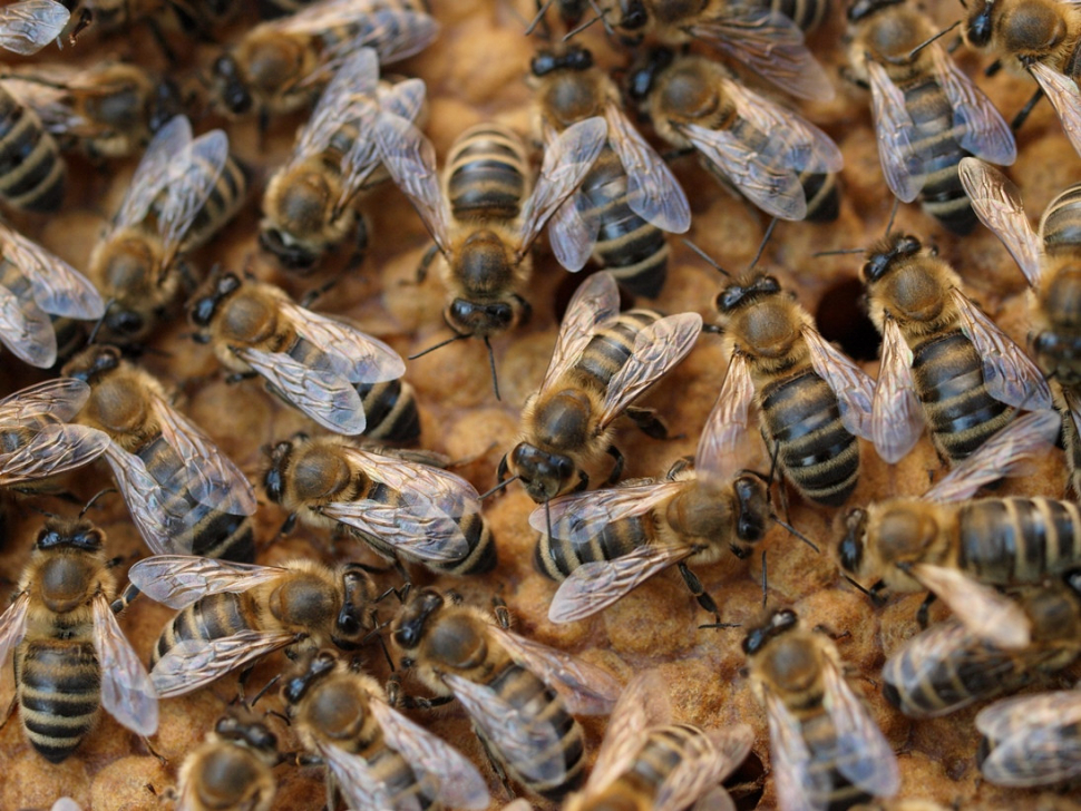 Zoo Ostrava získala podporu na ochranu včel