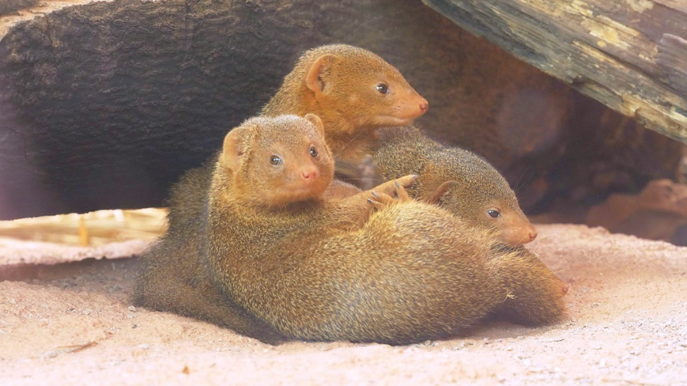 Ostravskou zoo v červenci navštívilo přes sto tisíc lidí