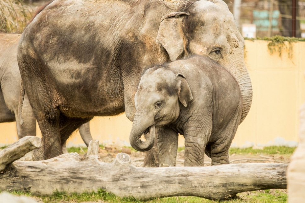 Ostravská zoo bude oslavovat své choboty z Afriky i Asie