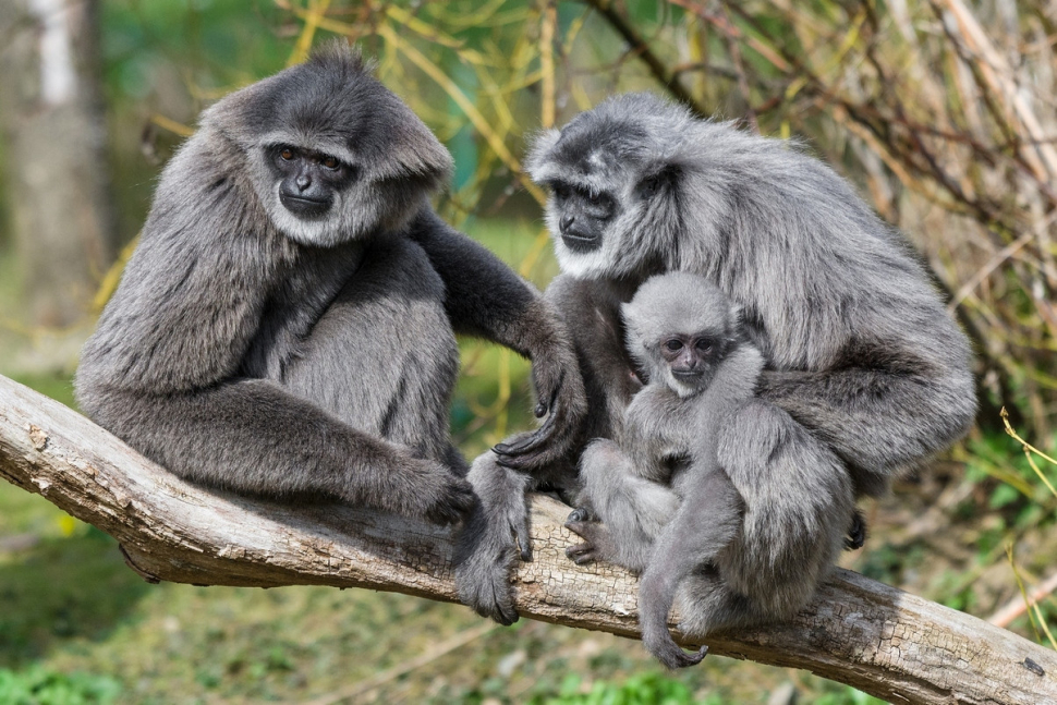 Ostravská zoo chce po státu povolení otevřít dřív